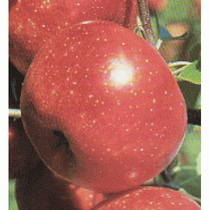 Rubinola jabloň zimná rezistentná