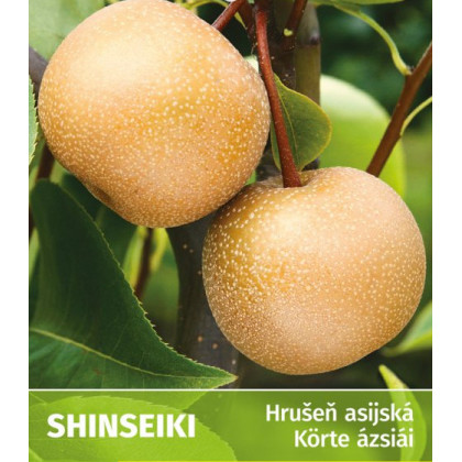 Shinseiki nashi hruška azijská letná prostokorenná podpník hruška Kaukazská