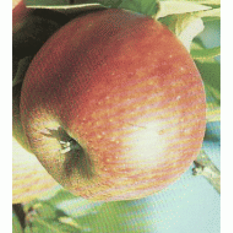 Topaz jabloň zimná rezistentná  aromatická 