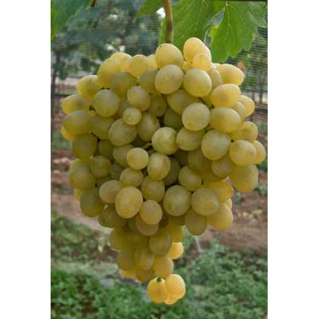 Frumosa alba vinič biely stolový rezistentný kontajner P1,5