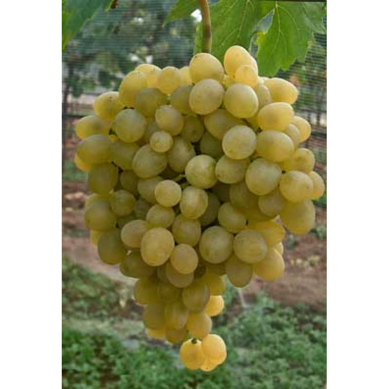 Frumosa alba vinič biely stolový rezistentný kontajner P1,5