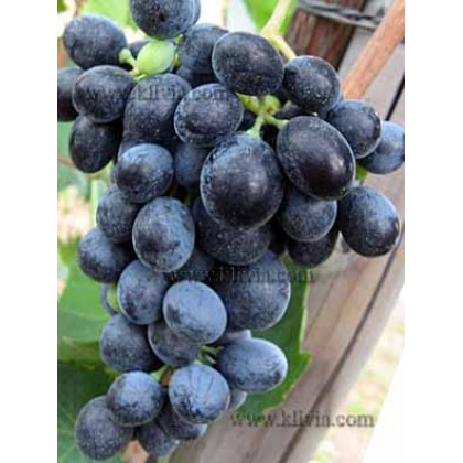 Izabella čierna vinič stolový rezistentný neskorý prostokorenný