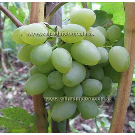 Jalovenskij vinič stolový rezistentný neskorý prostokorenný