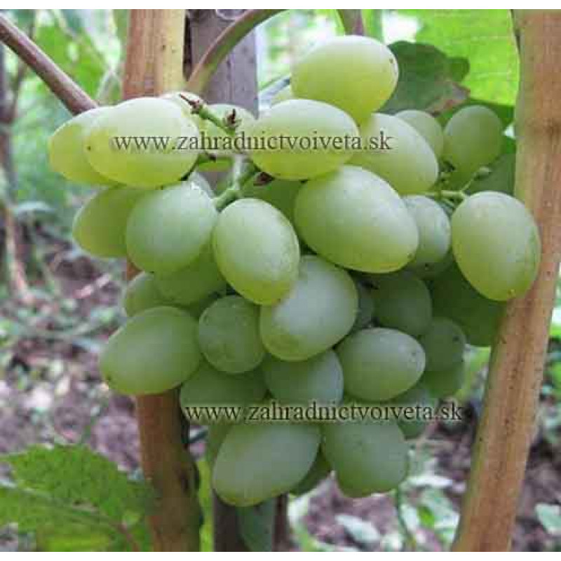 Jalovenskij vinič stolový rezistentný neskorý prostokorenný