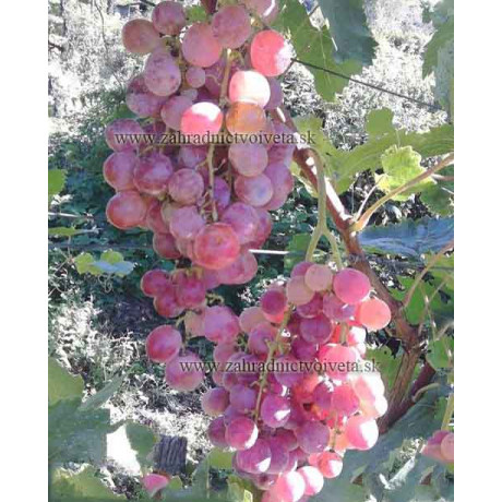 Novyj Vostorg Krasnyj vinič stolový rezistentný prostokorenný