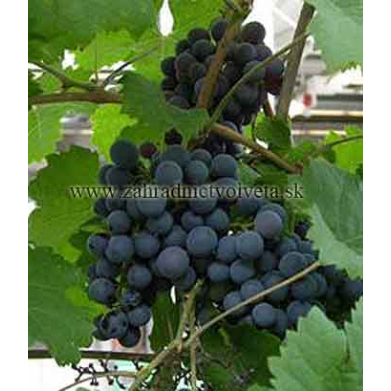 Rondo bezsemnený rezistentný vinič modrý C1,5L/60cm