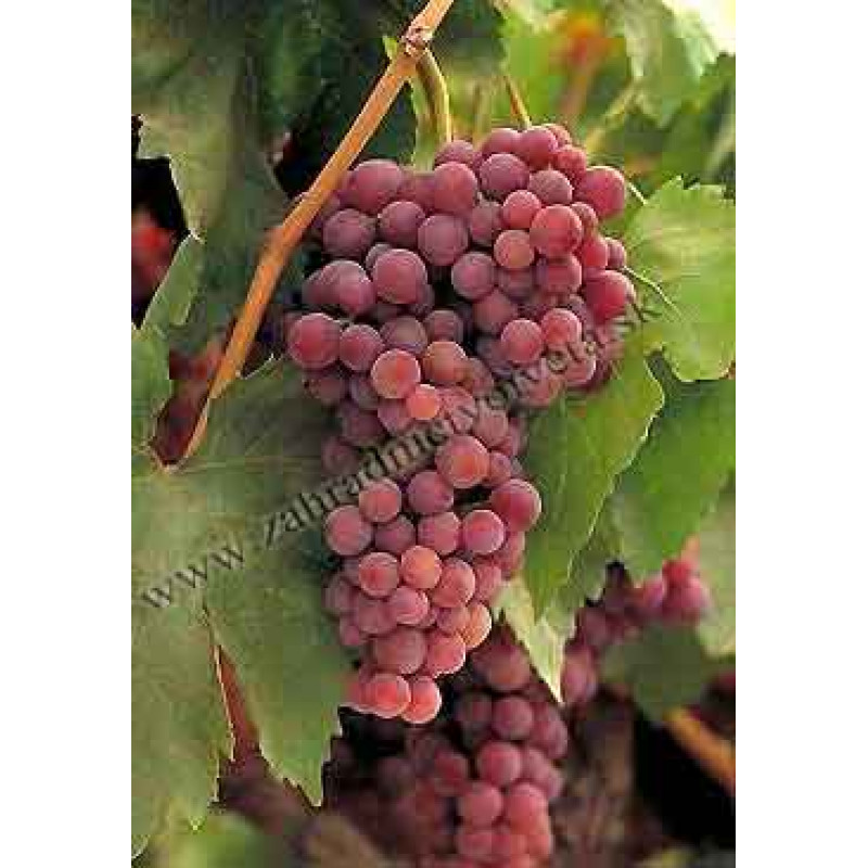 Suffolk Red vinič stolový rezistentný bezsemenný ružový kontajner P1,5