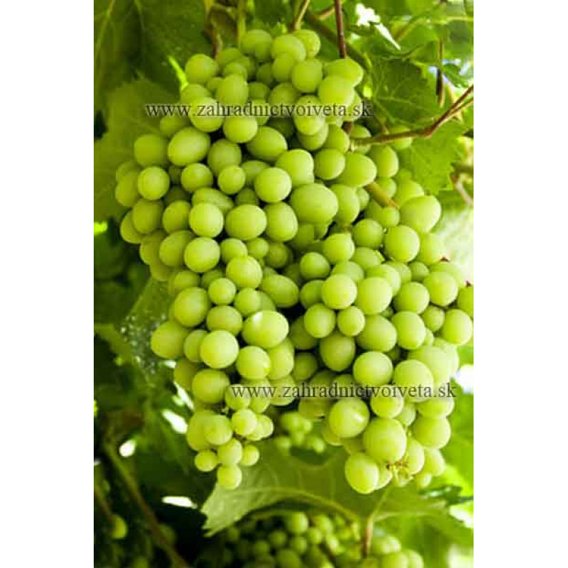 Sukribe vinič stolový rezistentný  neskorý C1,5L/60cm