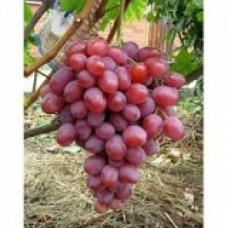 Anjuta vinič stolový rezistentný