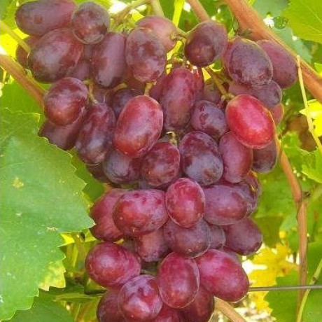 Aristokrat vinič stolový