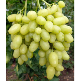 Bananas vinič skorý stolový rezistentný bezsemenný..