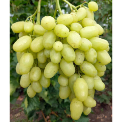 Bananas vinič skorý stolový rezistentný bezsemenný kontajner C2L