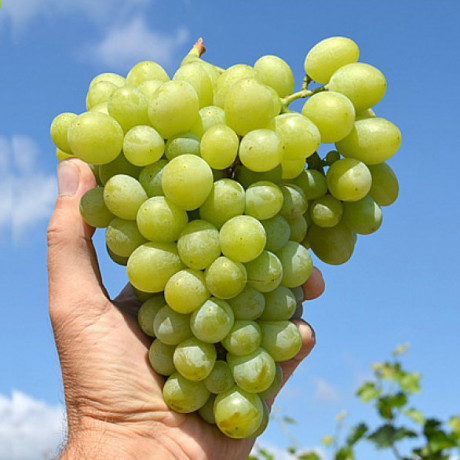 Blagovest vinic stolový biely skorý