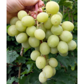 Džina vinič stredne skorý stolový rezistentný bezs..