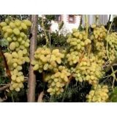 Keša vinič stolový rezistentný neskorý biely prostokorenný