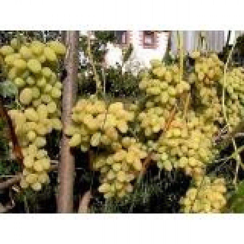 Keša vinič stolový rezistentný neskorý biely prostokorenný