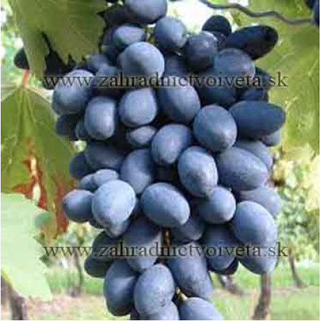 Kodrianka vinič stolový rezistentný bezsemenný kontajner P1,5