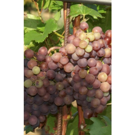 Lidi vinič stolový rezistentný bezsemenný skorý C1,5L/60cm