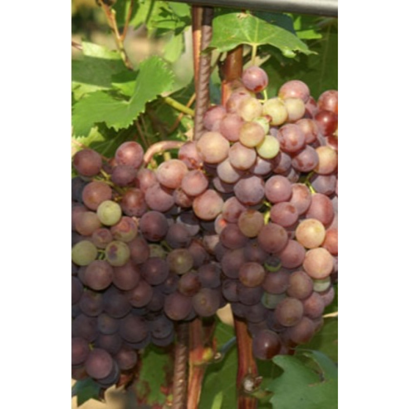 Lidi vinič stolový rezistentný bezsemenný skorý C1,5L/60cm