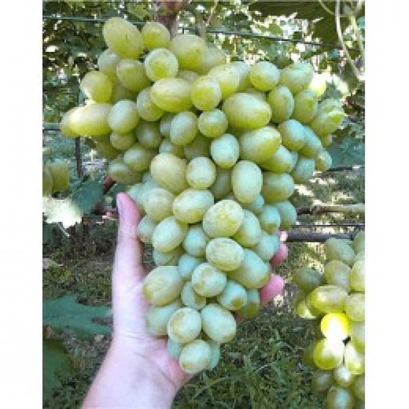 Podarok Záporožiu vinič stolový skorý C1.5L/60-80cm