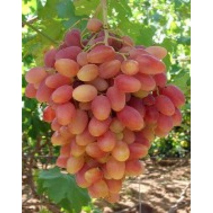 Preobraženie vinič stolový rezistentný ružový