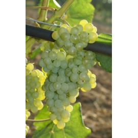 Romulus vinič stolový rezistentný bezsemenný konta..