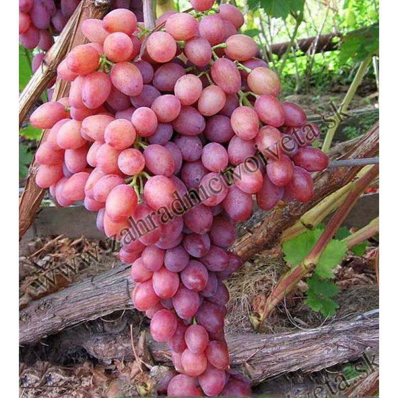 Viktor vinič stolový rezistentný ružébý skorý