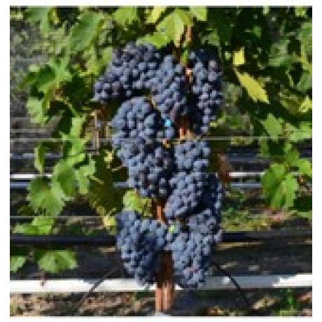 Zavet vinič stolový rezistentny stredne neskorý