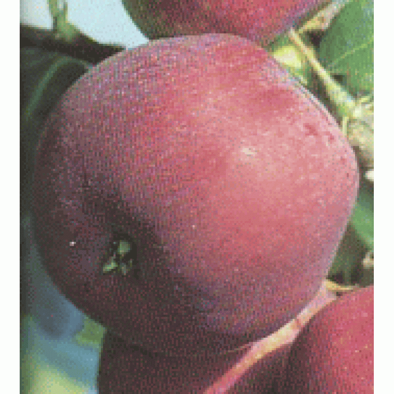 Vista Bella jabloň letná prostokorenná podpník M9