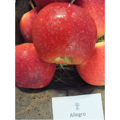 Allegro jabloň letná prostokorenná podpník M9
