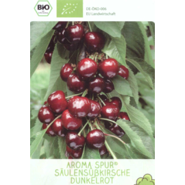 Aroma Spur stĺpová čerešňa kontajner C7,5L