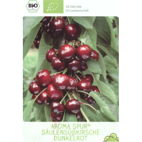 Aroma Spur stĺpová čerešňa kontajner C7,5L