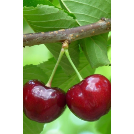 Sabrina čerešna skorá kontajner C10L podpník Gisela6