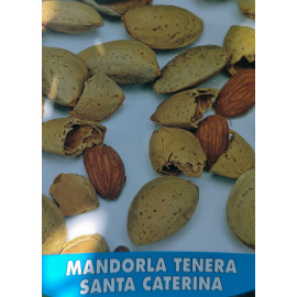 San Caterina mandľa veľkoplodá samoopelivá kontajn..