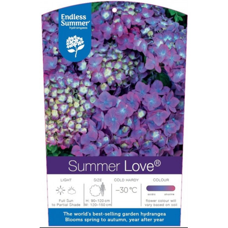Endless Summer Love Purple hydrangea hortenzia kontajner C1,5L