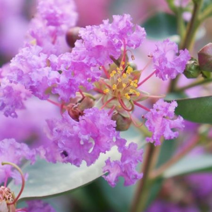 Eternal With love Milavio lagerstroemia indica fialová ker myrta krepová kontajner C2L / 30-50cm rozvetvené