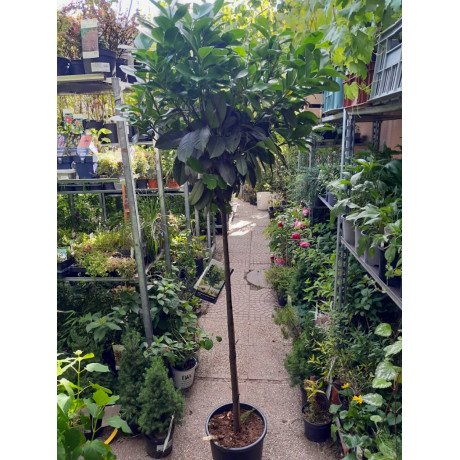 Etna prunus laurocerasus vavrínovec kmienik 120cm kontajner C7,5L