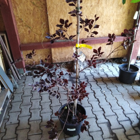 Tricolor Purpurea Fagus sylvatica Buk lesný kontajner / 125-150 cm
