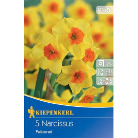 Falconet narcis voňavý mnohokvetý 5ks / 10-12