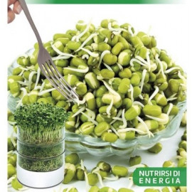 Fazuľa Mungo Alfa Bio semená na klíčky 100g
