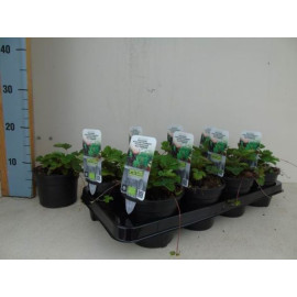 Lesná jahoda Fragaria vesca vesca kontajner P11cm