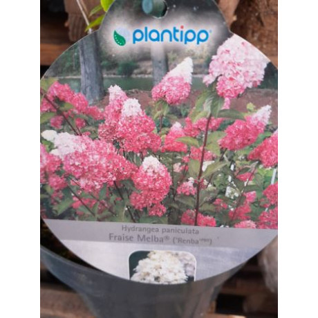 Fraise Melba Renba hydrangea paniculata nízka hortenzia metlinatá C3L 