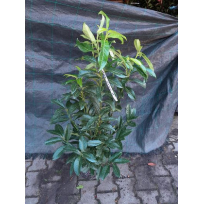 Genolia prunus laurocerasus vavrínovec stlpovitý v bale veľkosť 80-100cm