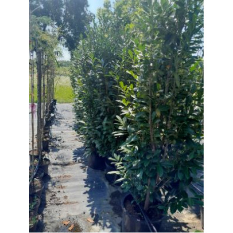 Genolia prunus laurocerasus vavrínovec stlpovitý v kontajneri C35L / 200+cm
