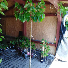 Gerardi´s Dwarf moruša zakrpatená kontajner C2L