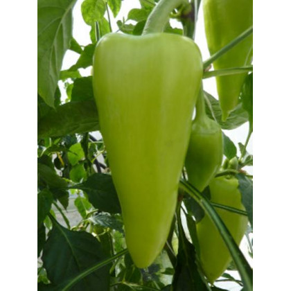 Gilda paprika sladká špicatá 250 semien
