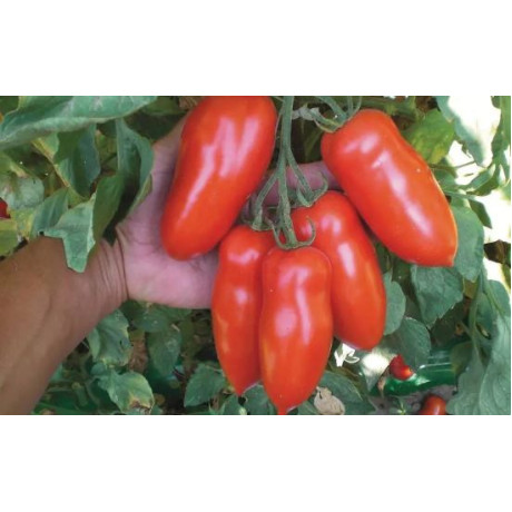Giulietta F1 rezistentná paradajka rajčiak podlhovastý veľký 250 semien
