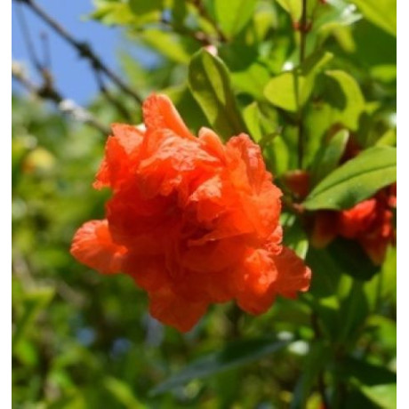 Granátovník Pleniflora okrasné veľké kvety kontajner C5L / 80-100cm