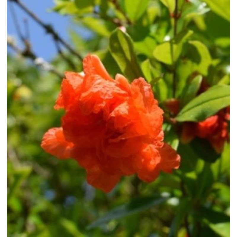 Granátovník Pleniflora okrasné veľké kvety kontajner C5L / 80-100cm