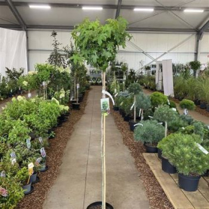 Gum Ball Liquidambar styraciflua Ambrovník kmienik 180cm kontajner C 10L